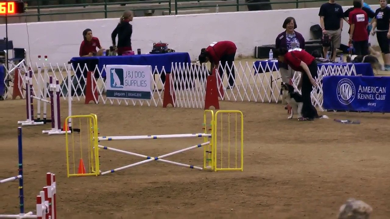 Hops's Agility, AKC Nationals, Finals, 1st place and new 20" National Champion!!