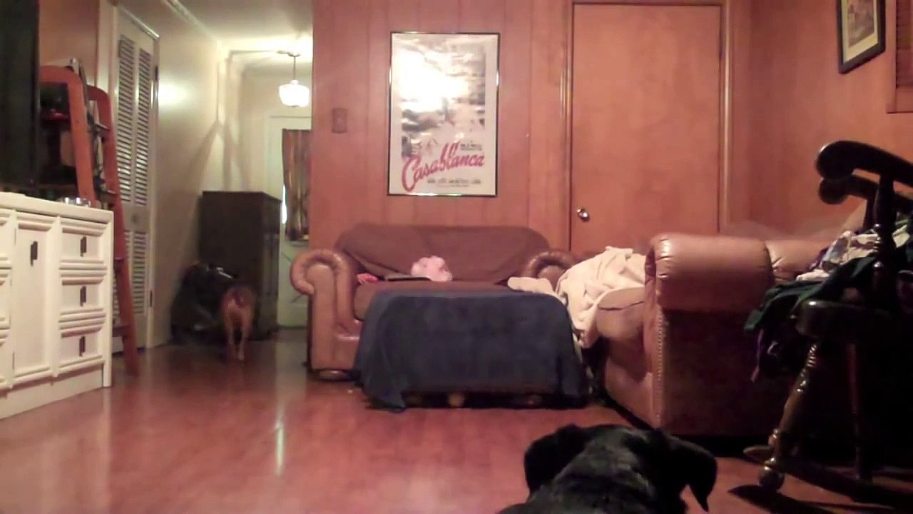 HIDDEN CAMERA -Dogs Home Alone