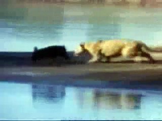 Jaguar kills wild pig. (Peccary )