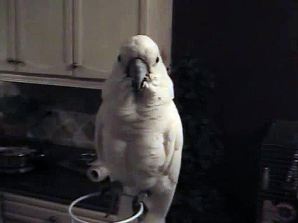 he thinks he's a duck
