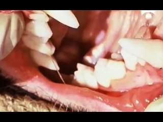 Bestias increibles [Cap2] 2/4