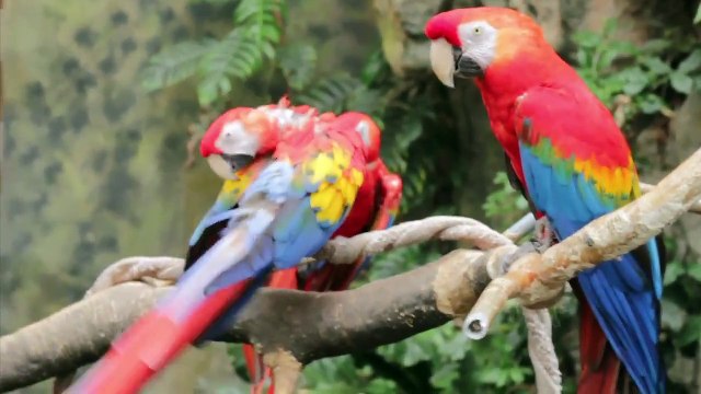 Omaha's Henry Doorly Zoo Canon Rebel t2i 550d 50mm Lens test