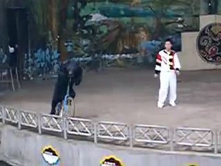 Bears riding bicycles