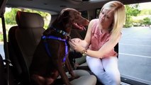 Tips to Keep Your Dog Safe While Traveling in the Car