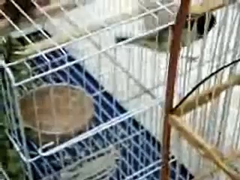 Coleiro Baiano (Papa Capim) galando fêmea