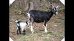 Raising Goats For Milk And Meat