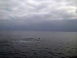 AMAZING Killer Whale Video - Dana Wharf Whale Watching - Dana Point, CA - Ocean Adventure Cruises