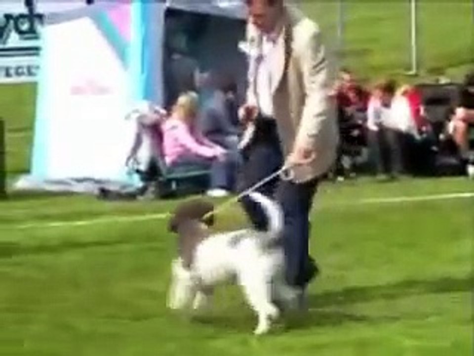 Totti Galotti en Lagotto Romagnolo