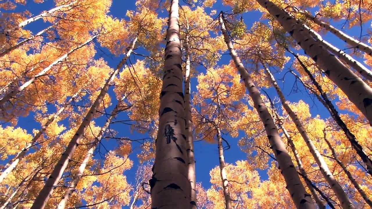 Nature Mix 17