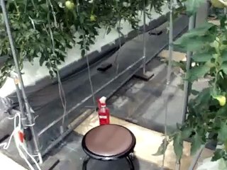 有機養液栽培の実践例　トマト Tomato cultivated by Organic hydroponics