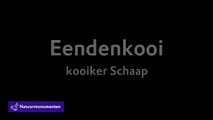 QR-wandeling Historisch Naardermeer - Eendenkooi