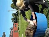 Emily's Dog Handling - Otago Polytechnic Vet Nursing