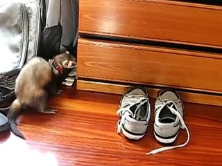 Hurón Narko contra cajón de armario