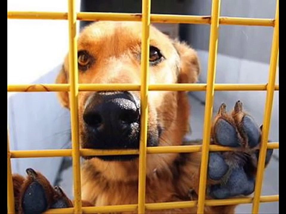 Александр Розенбаум - Вечерняя Застольная