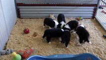 Border Collie Puppies' Breakfast Fun in HD