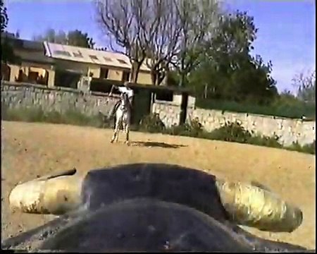 Autenticos caballos pre del hierro de yeguada La Parrilla..............