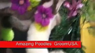 Amazing Poodles Competetion at the Groomer's Expo brought to you by GroomUSA.com