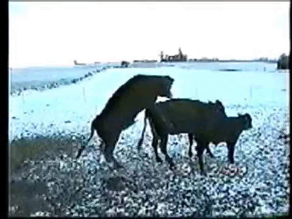 funny cow fall