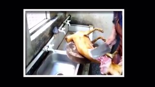 Chinese cuisine a dog video 100 % real
