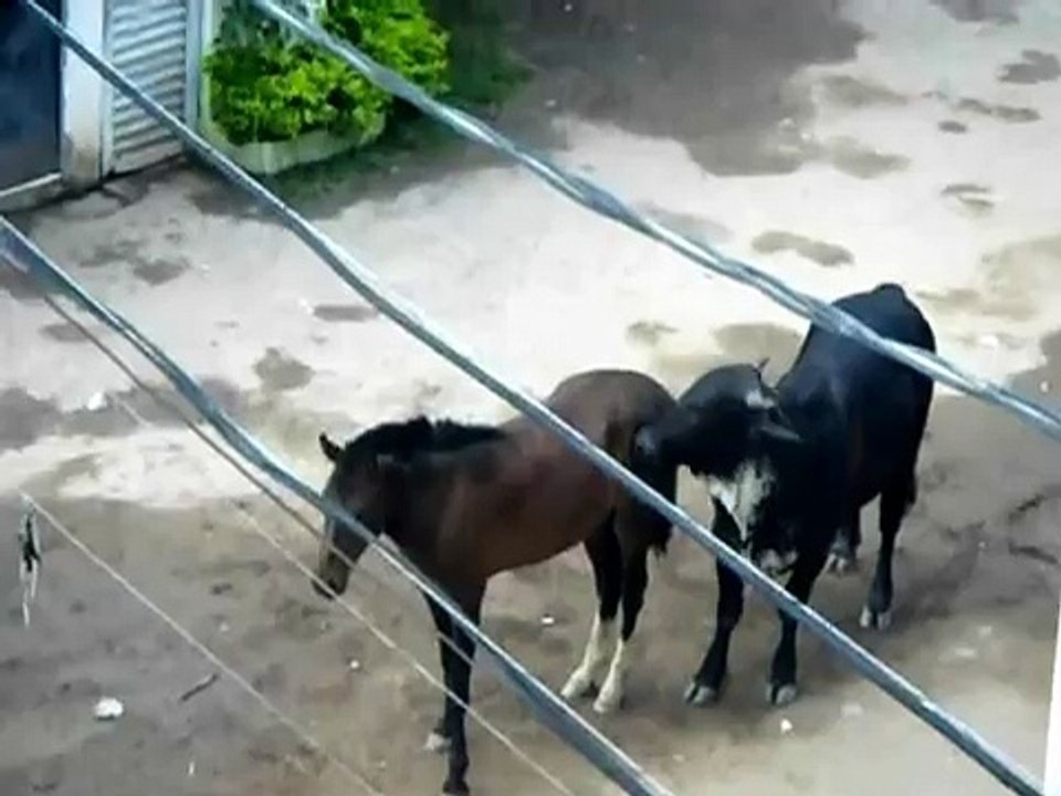 sexo animal e doido