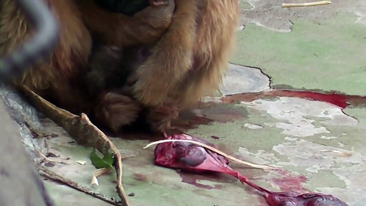 Baby monkey born today!!　今日生まれた赤ちゃん2015（釧路動物園）①