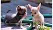 Chihuahua Dogs Animal and Puppies - Best Funny Dog Videos
