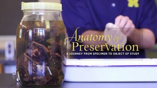 Anatomy of Preservation