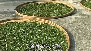 海山包種茶製茶競賽(2)-三峽茶香碧螺春-7