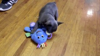 Cute Blue French Bulldog Puppy