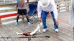 Shark being caught and cut on Seawolf Park Pier July 7 2012 Galveston, Texas