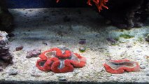 Aquarium Reef Feeding Time Lapse
