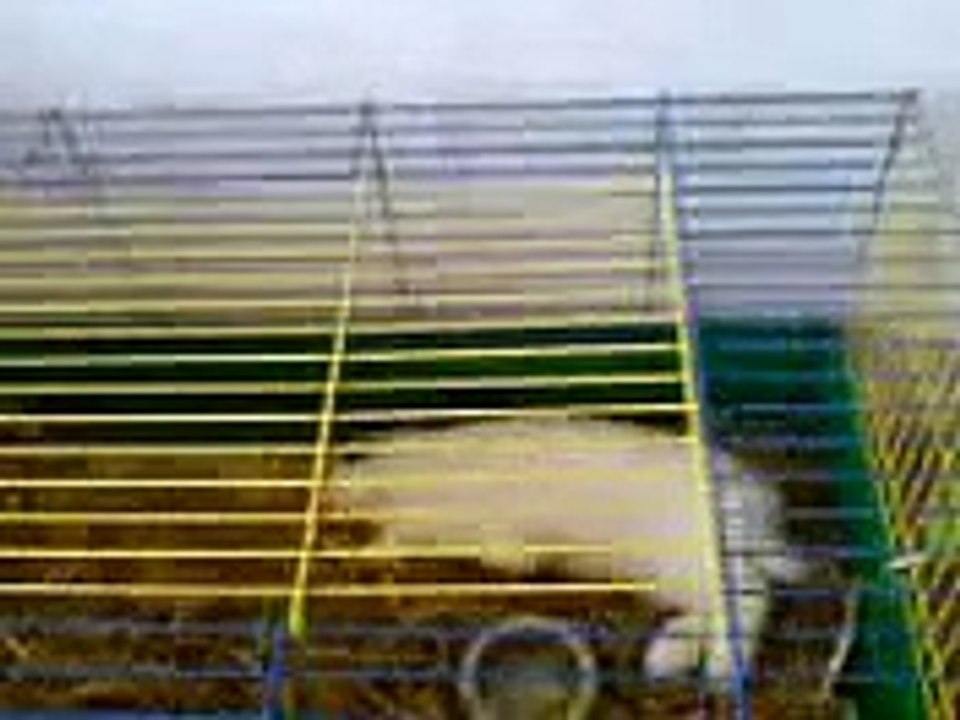 Scheinbar toter Hase
