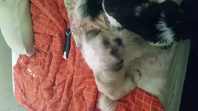 Overprotective Dog (Shih Tzu breed)