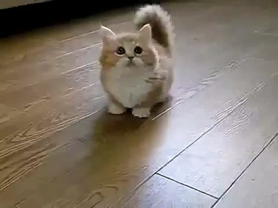 Very cute cat