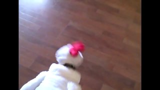 Funny animals Little Dog In A Chicken Costume