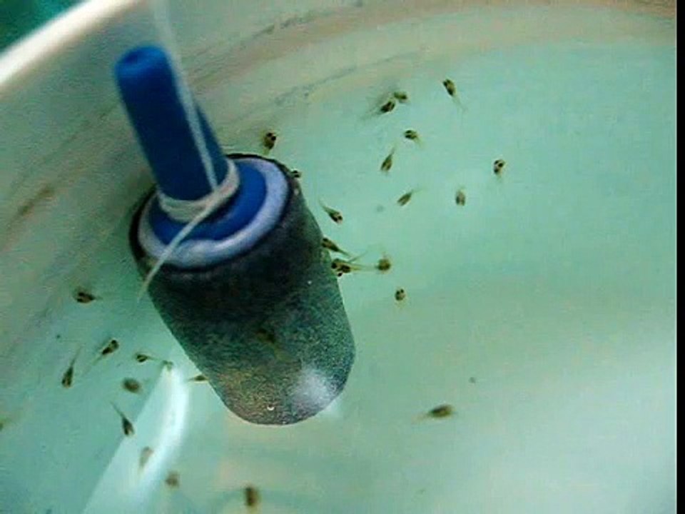 Artificial feeding of Discus fry