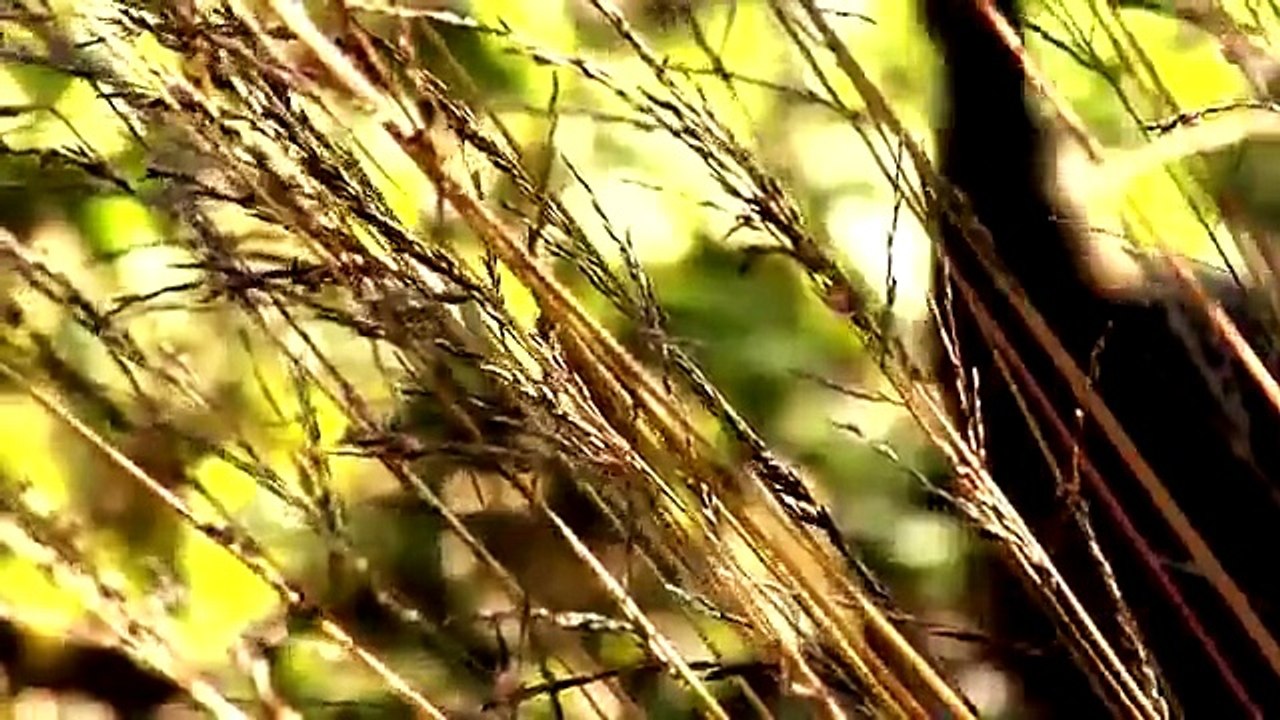 Gräser in der Staudengärtnerei Gaissmayer