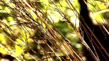 Gräser in der Staudengärtnerei Gaissmayer