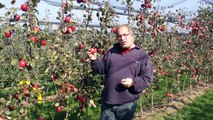 Apfelzüchtung Teil 5 von 10 - Die Ernte der Früchte