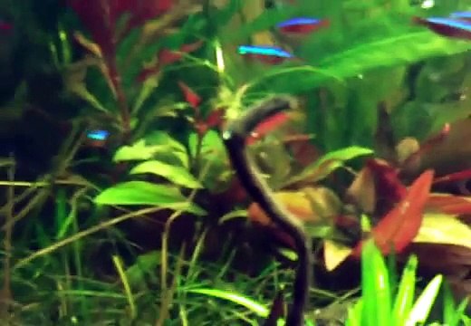 Discus tank 2 and Rams spawning