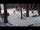 Wolves at Moonridge Animal Park Zoo in Big Bear awaiting feeding time