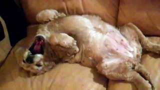 Cocker Spaniel laying on her back wagging her happy tail