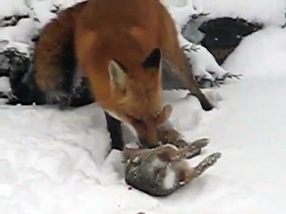 fox attacking rabbit