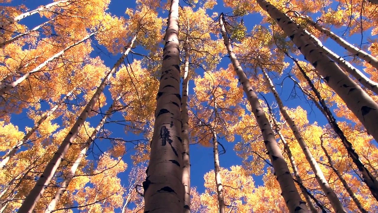 Nature Mix 26