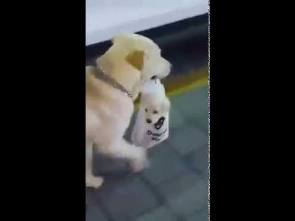 Mother Dog Carries Baby Puppy in Plastic Bag