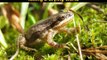 Re-Frogging America: Building Wetlands For Frogs