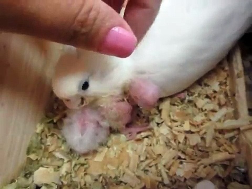 Calopsita albina e sua primeira cria