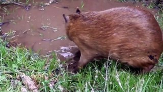 Garibaldi Rous: The 360 Degree Capybara