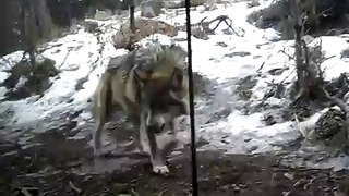 pissed off wolf at the zoo