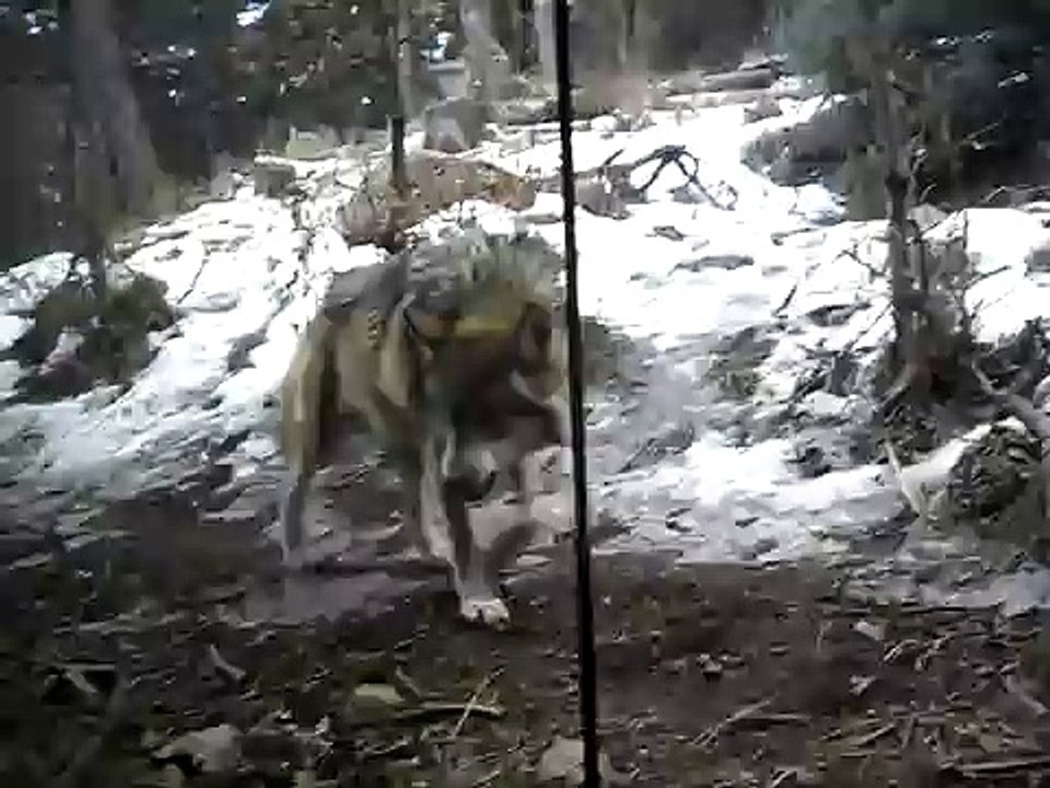 pissed off wolf at the zoo